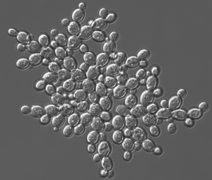 Multicellular 'snowflake' yeast, evolved from a unicellular ancestor. Credit: Jennifer Pentz & Will Ratcliff.