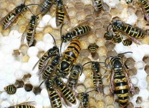 Yellowjacket queen, gyne, and males