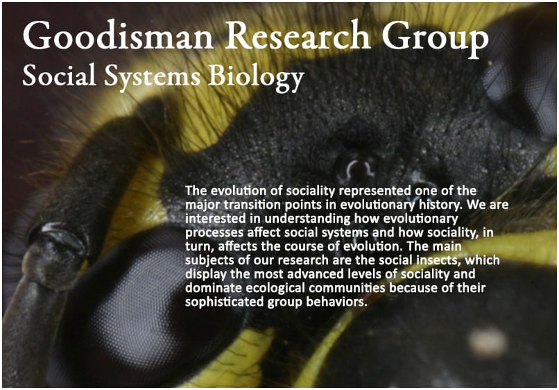 The evolution of sociality represented one of the major transition points in evolutionary history. We are interested in understanding how evolutionary processes affect social systems and how sociality, in turn, affects the course of evolution. The main subjects of our research are the social insects, which display the most advanced levels of sociality and dominate ecological communities because of their sophisticated group behaviors. 
