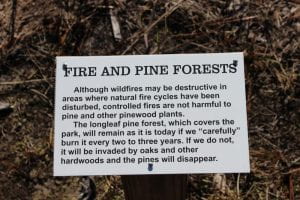 Fire and Pine Forests