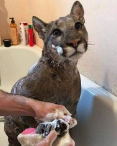 Mountain lion in a bathtub