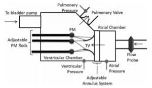 A schematic of the right heart simulator indicates the location of the pulmonary valve and the tricuspid valve (TV).