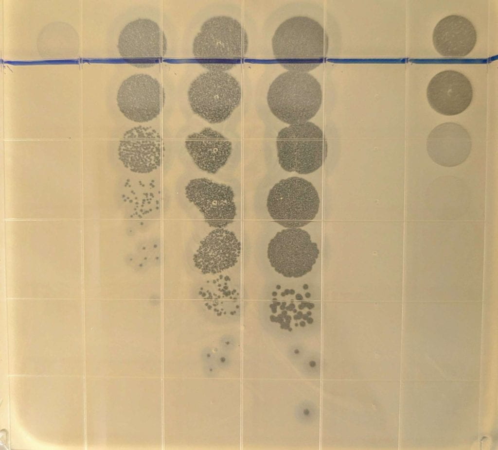 closeup of "phage clearings" on Petri plate (spots where bacteria "lawn" has been destroyed by phage)