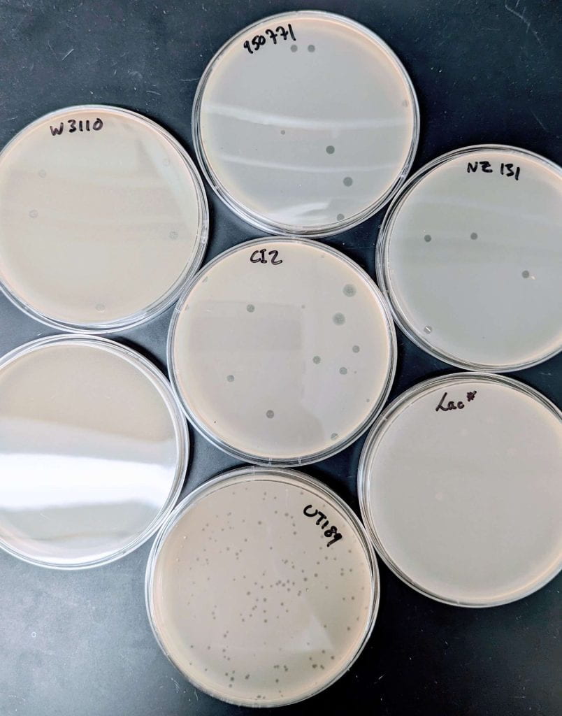 "phage clearings" on several Petri plates (spots where bacteria "lawn" has been destroyed by phage)