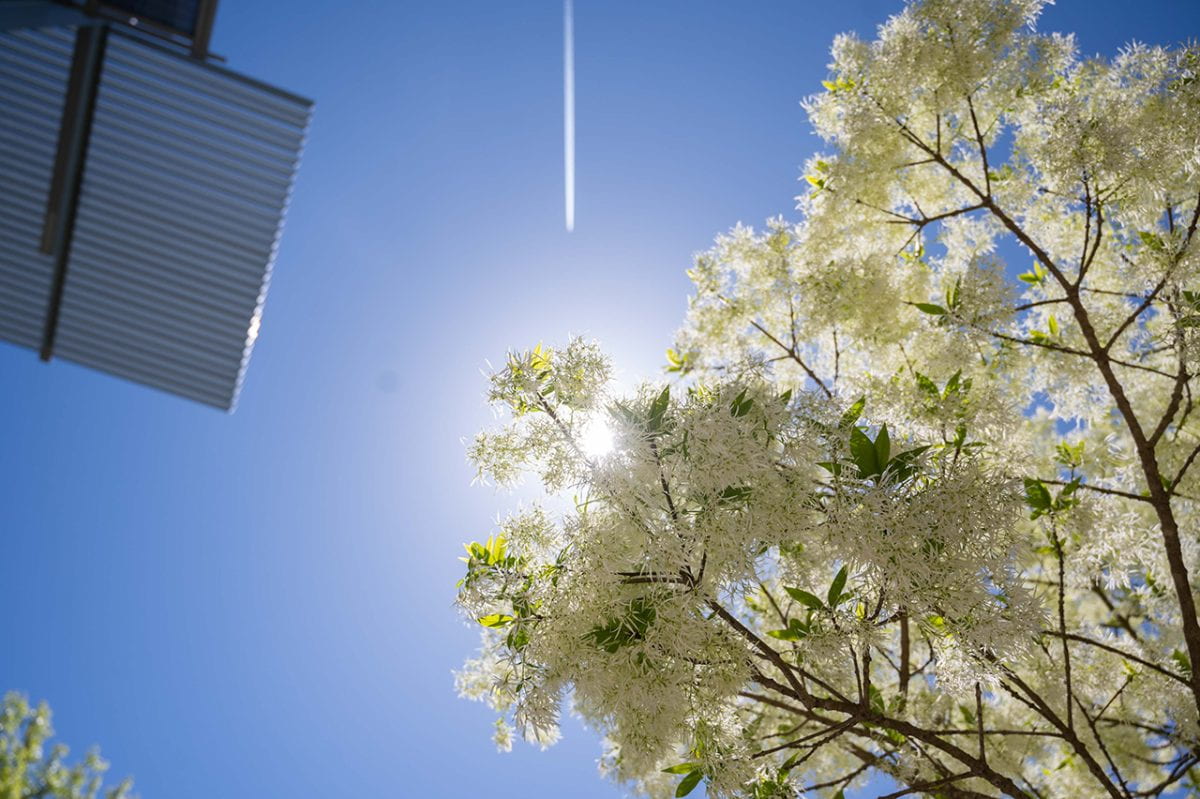 Looking up at a flowering tree with white blooms on Georgia Tech's campus. The tree is set against a blue sky with a jet's condensation trail and the corner of a building roof.