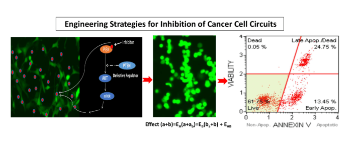 Engineering Strategies for Inhibition of Cancer Cell Circuits
